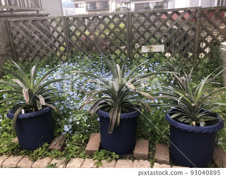 Pineapple Regenerative Cultivation 6 Pineapple Regenerative Cultivation 6 93040895