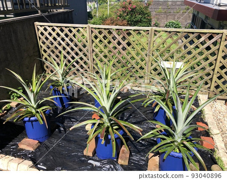 Pineapple Regenerative Cultivation 7 Pineapple Regenerative Cultivation 7 93040896