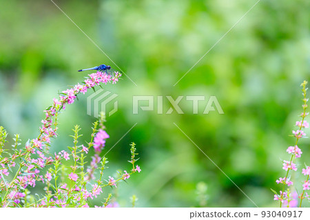 White-tailed dragonfly and loosestrife 93040917