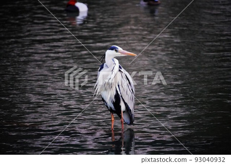 Heron Heron 93040932