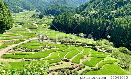 The green rice terraces of Mount Kurakake stand out against the greenery of the mountains [Yotsuya Senmaida/Shinshiro City, Aichi Prefecture] 93041020