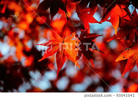 秋天的樹葉 93041041