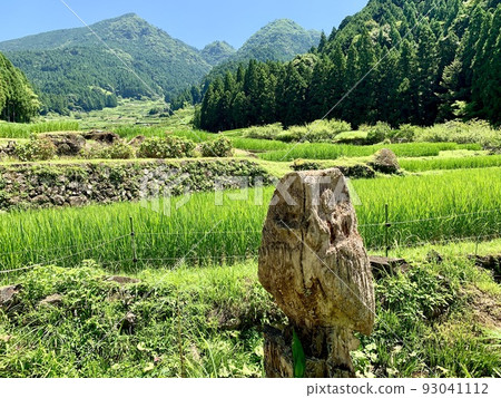 Wood carved owls in terraced rice fields [Yotsuya Senmaida / Shinshiro City, Aichi Prefecture] 93041112
