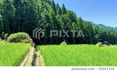 Aota of terraced rice fields that shine against the blue sky and deep green [Yotsuya Senmaida / Shinshiro City, Aichi Prefecture] 93041358