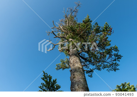 夏日早晨的高地小樹林 93041493