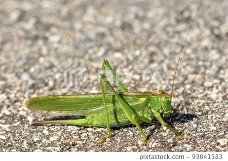 Close-up of large green grasshopper Close-up of large green grasshopper 93041583