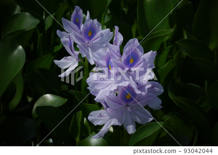 Water hyacinth Water hyacinth 93042044