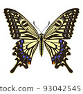 Swallowtail 93042545
