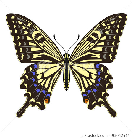 Swallowtail Swallowtail 93042545