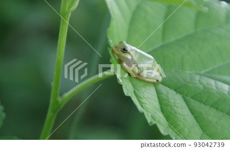 青蛙棲息在一片葉子上 93042739