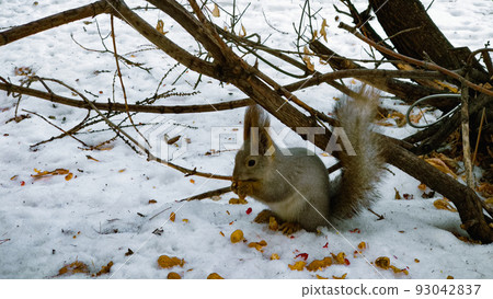 A squirrel sits in the snow near a tree in winter and gnaws a peanut A squirrel sits in the snow near a tree in winter and gnaws a peanut 93042837