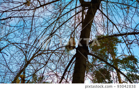A squirrel sits on a tree branch and gnaws a peanut 93042838