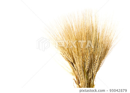 ears of ripe yellow wheat on white background close-up. ears of ripe yellow wheat on white background close-up. 93042879