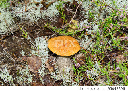 Edible orange-cap mushroom growing in green moss. Leccinum aurantiacum Harvesting mushrooms in forest. edible mushrooms in northern forests of europe. 93042896