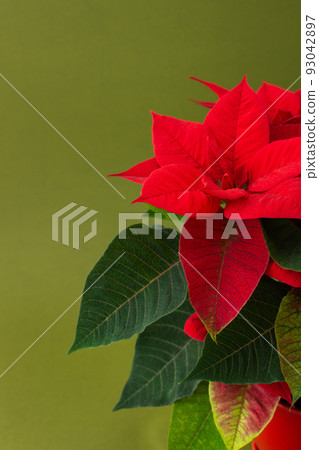 Christmas flower Poinsettia close up 93042897