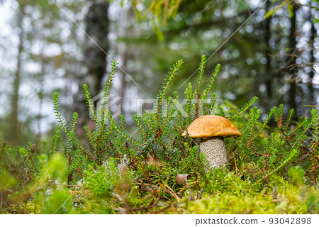 Edible orange-cap mushroom growing in green moss. Leccinum aurantiacum Harvesting mushrooms in forest. edible mushrooms in northern forests of europe. 93042898