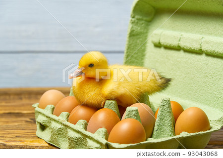 Newborn Duckling sitting on eggs in a green paper tray. Newborn Duckling sitting on eggs in a green paper tray. 93043068