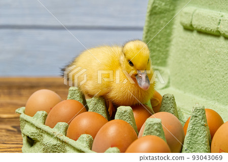 Newborn Duckling sitting on eggs in a green paper tray. Newborn Duckling sitting on eggs in a green paper tray. 93043069