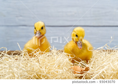 Newborn cute yellow little duckling close up. portrait of yellow duckling. Newborn cute yellow little duckling close up. portrait of yellow duckling. 93043070
