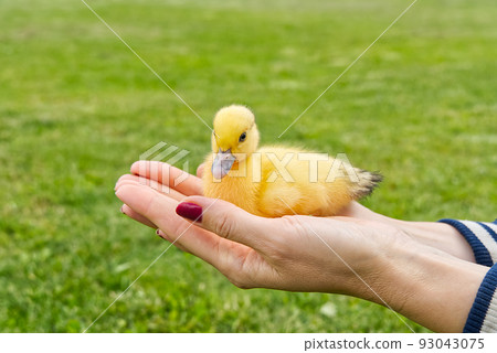newborn ducklings at human hands assign green grass close up. 93043075