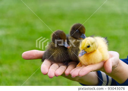 newborn ducklings at human hands assign green grass close up. 93043076