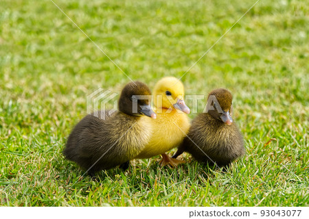 Small newborn ducklings walking on backyard on green grass. Yellow cute duckling running on meadow field on sunny day. 93043077