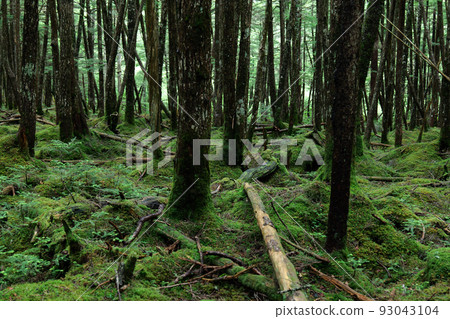 North Yatsugatake Shirakoma Pond Moss Forest North Yatsugatake Shirakoma Pond Moss Forest 93043104