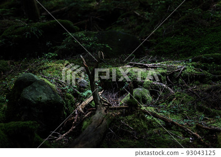 North Yatsugatake Shirakoma Pond Moss Forest 93043125