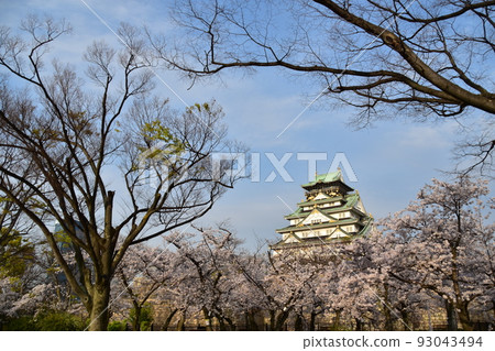 Osaka Prefecture, Japan Spring Osaka Castle Full bloom cherry blossoms, blue sky and magnificent castle tower Osaka Prefecture, Japan Spring Osaka Castle Full bloom cherry blossoms, blue sky and magnificent castle tower 93043494