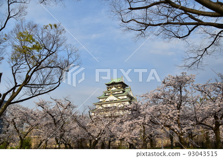 Osaka Prefecture, Japan Spring Osaka Castle Full bloom cherry blossoms, blue sky and magnificent castle tower Osaka Prefecture, Japan Spring Osaka Castle Full bloom cherry blossoms, blue sky and magnificent castle tower 93043515
