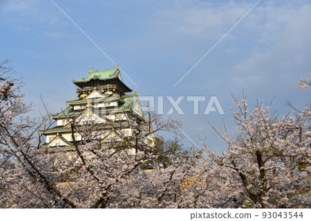 Osaka Prefecture, Japan Spring Osaka Castle Full bloom cherry blossoms, blue sky and magnificent castle tower Osaka Prefecture, Japan Spring Osaka Castle Full bloom cherry blossoms, blue sky and magnificent castle tower 93043544
