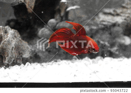 Solid red color 1 Solid red color 1 93043722