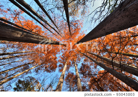 Autumn scenery of Ikuta Ryokuchi metasequoia forest 93043803
