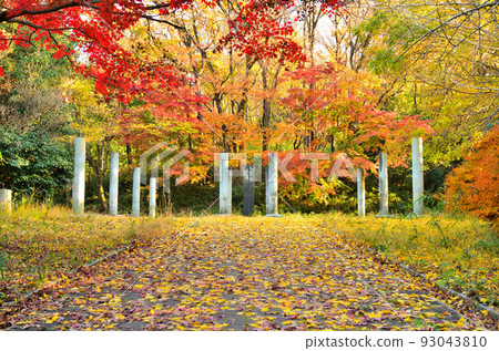 Kawasaki City, Kanagawa Prefecture Ikuta Ryokuchi Togakushi Fudoson Ruins Autumn Leaves 93043810