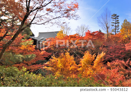 Autumn leaves of Tofuku-ji, Kyoto 93043812