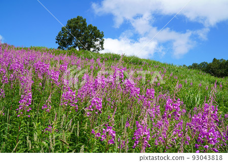 Willow herb blooming in Shiga Kogen Willow herb blooming in Shiga Kogen 93043818
