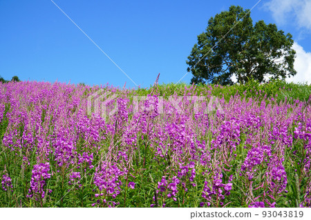 Willow herb blooming in Shiga Kogen Willow herb blooming in Shiga Kogen 93043819