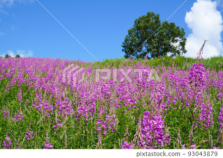 Willow herb blooming in Shiga Kogen Willow herb blooming in Shiga Kogen 93043879