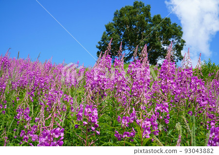 Willow herb blooming in Shiga Kogen 93043882