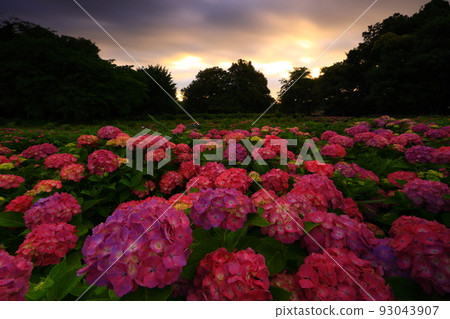 Kitakami City, Iwate Prefecture Morning hydrangea flowers 93043907