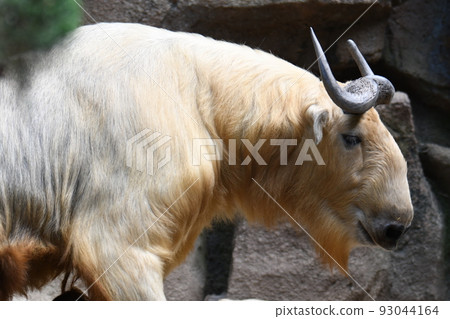 golden takin 93 93044164