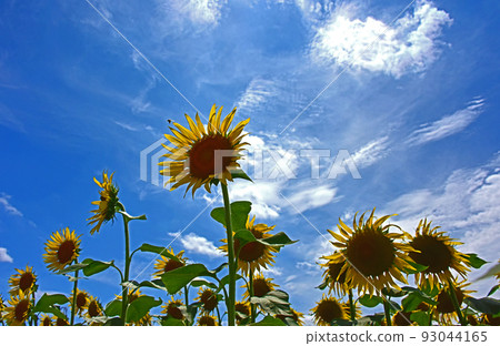 Sun Flower  93044165