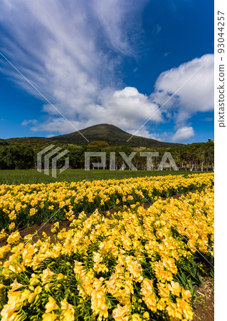 小蒼蘭八丈富士 93044257