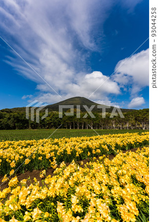 Freesia Hachijo Fuji 93044258
