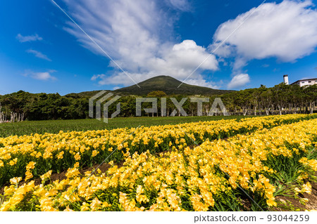 小蒼蘭八丈富士 93044259