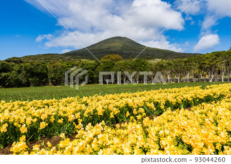 Freesia Hachijo Fuji 93044260
