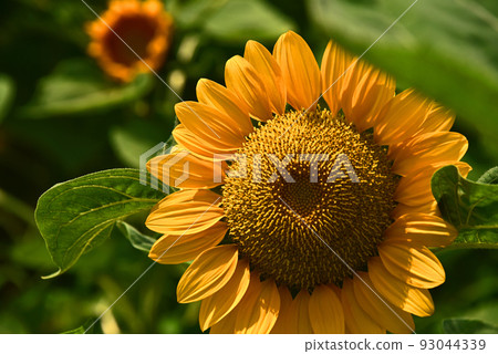 向日葵 93044339