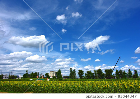 Scenery with sunflower 93044347