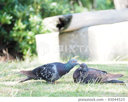 Good friends pigeons Good friends pigeons 93044525