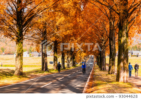 Metasequoia trees on the Makino Plateau in autumn Metasequoia trees on the Makino Plateau in autumn 93044628